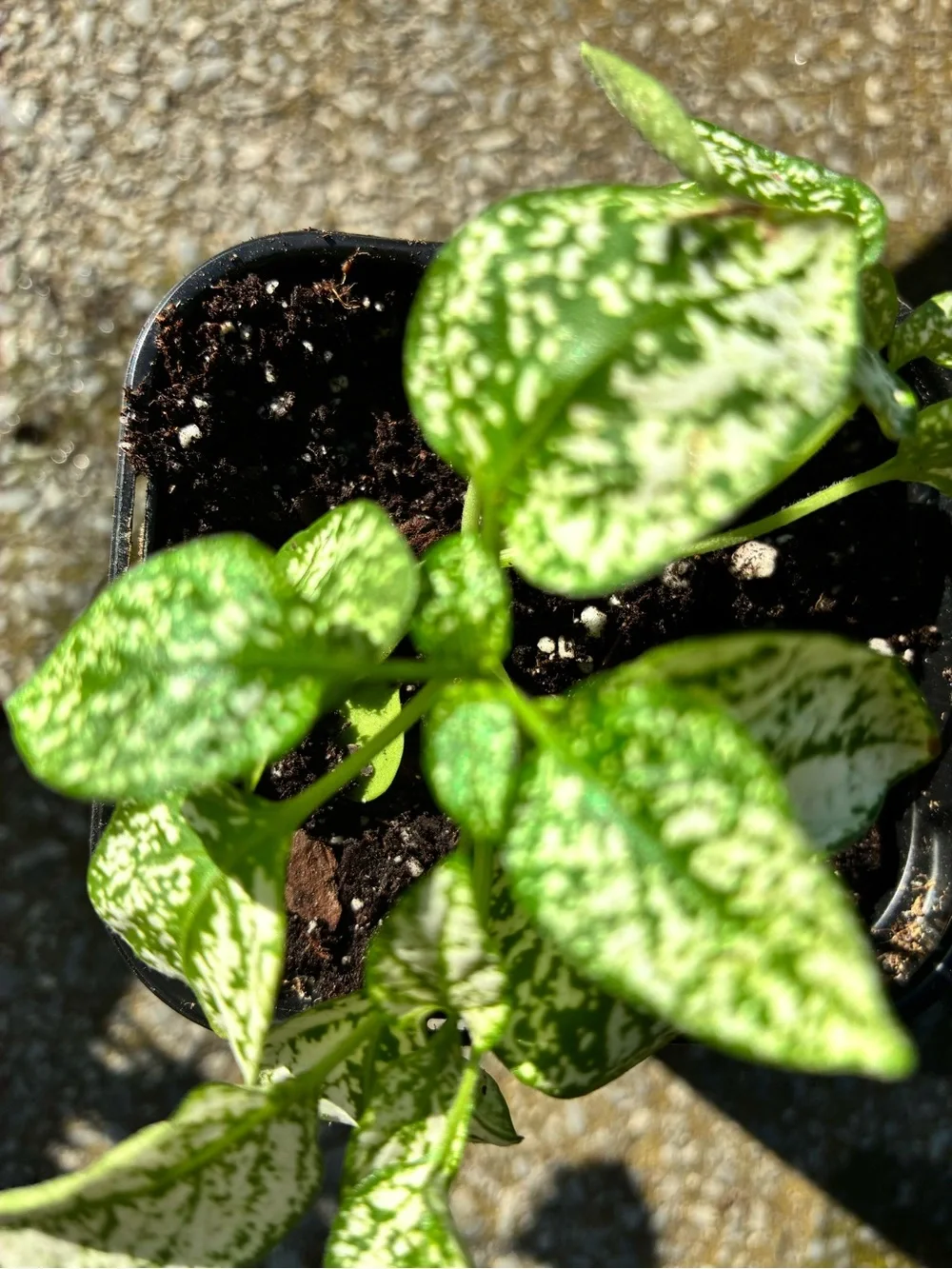 Polka Dot Plant (Hypoestes phyllostachya) white